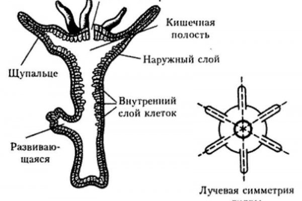 Кракен короткая ссылка